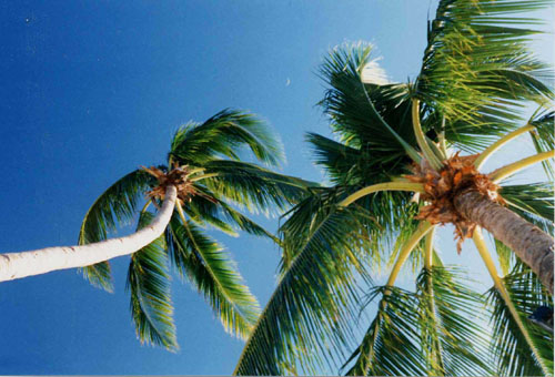 palms
